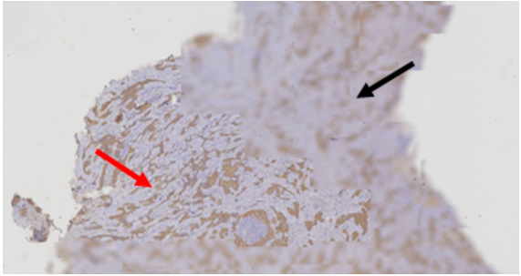 A close-up of a cell AI-generated content may be
incorrect.